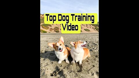 Top Dog Training Video cute dog training video dog funny video