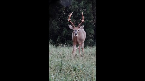 Monster Early Season Buck