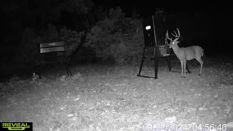 Split main beam on this whitetail BUCK