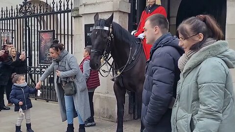 French bull dogs #horseguardsparade