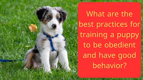 What are the best practices for training a puppy to be obedient and have good behavior?