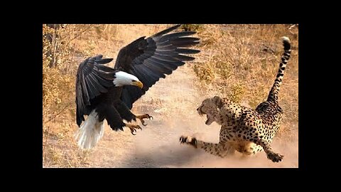 The Most Amazing Eagle Attacks Ever Caught on Camera