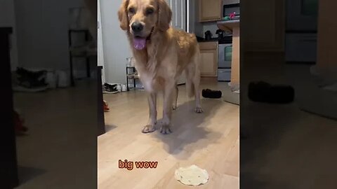 Happy Lab! I can eat the tortilla it looks tasty