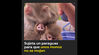 Un hombre salva a una familia de monos de la lluvia