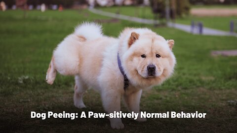 Dog Peeing: A Paw-sitively Normal Behavior