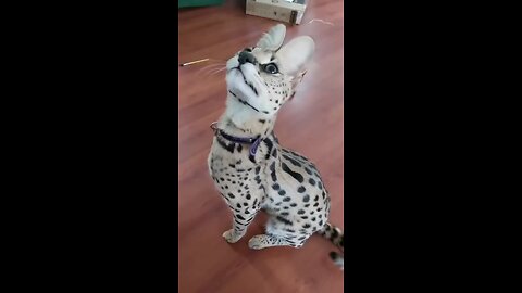 cat dancing, sleeping funniest one