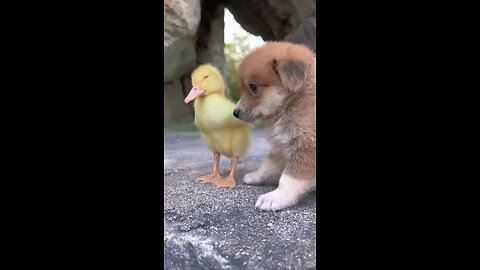 tha_cute_puppy_and_Little_duck_friendship_Amazing_try_this_video_part_4_🦤😱😱😍