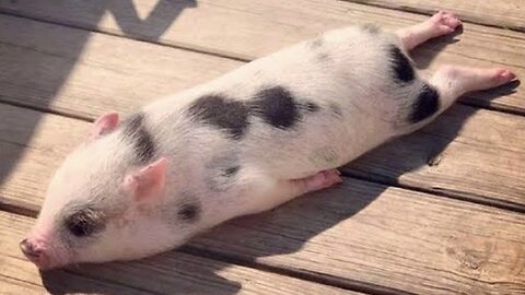 Cute Baby Pigs Short Video.