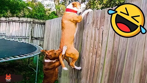 Funniest Animals 2022 🤣 - Funny Dogs And Cats Videos 🐶😺