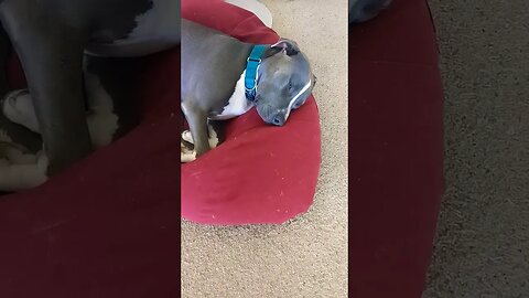 snoozing #einsteinsbackyard #pitbulls #dog #shorts #pitbullsofyoutube #dogsleeping #puppy #cutedog