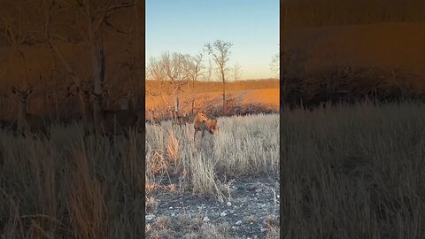 Enjoying the views with Sika Grande “Silk” Deer at White Buffalo Lodge in Grove, Ok. #Shorts #Deer