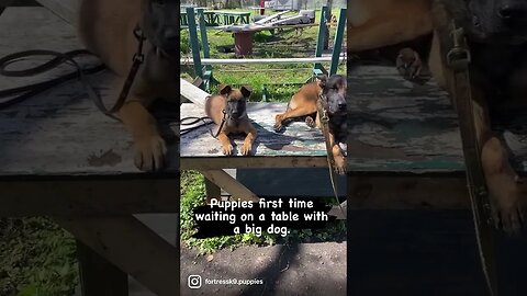 Malinois puppies are learning fast #malinoislovers #puppies #puppiesofinstagram #puppylove