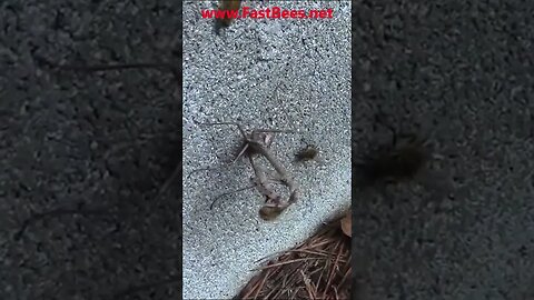 Bees are Fighting Praying Mantis