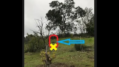 TENACIOUS Eucalyptus trees GROWTH below the Surface