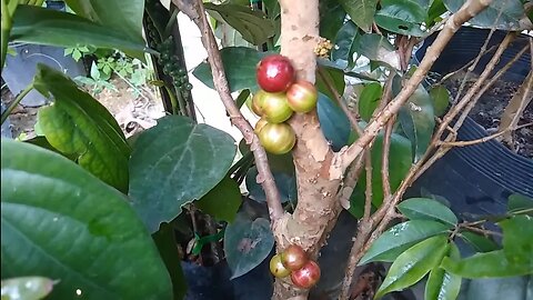 frutíferas produzindo em vaso araçá boi iogurte Cambuci Pitangatuba jabuticaba escarlate branca vinh