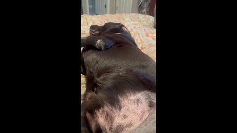 #Labrador recovering from #ACL surgery #Shorts, #shortsvideo