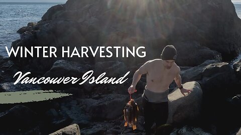 Winter Spearfishing and harvesting on Southern Vancouver Island - Greenling EVERYWHERE!