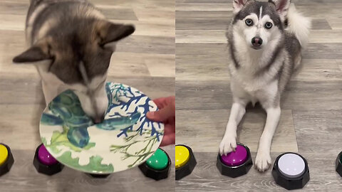 Dog tries food and then judge it with voice speaker buttons