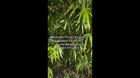 Asian Lemon Bamboo For Privacy 407-777-4807 Ocoee Bamboo Farm