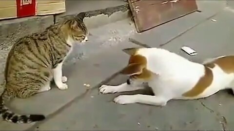 Cats Vs Dogs Funny compilation