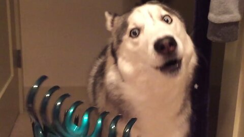 Screaming Husky Being Dramatic