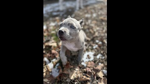 Exotic XXL Merle Bully - KING’S WILD