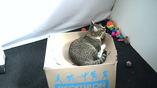 Funny Cat Eats from a Cardboard Box