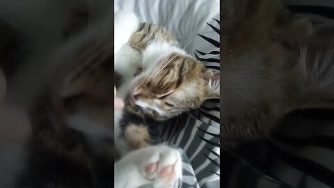 Nose Boops for Sleepy Cat #shorts