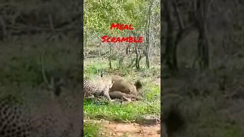 #short #Leopard Vs Haeyna