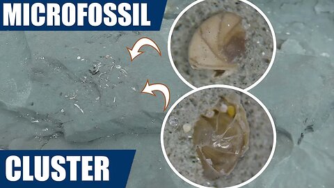 Fossil hunting in New Zealand - forams under the new microscope (microfossils)