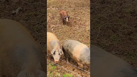 Curious Pigs come to check me out @UncleTimsFarm #kärnəvór #UncleTimLovesPigs #hog #PigTalk #pig