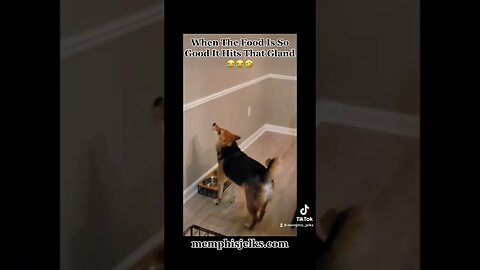 When The Food Hits That Gland 😂😂🤣 #fyp #fogsofyoutube #shiba #shibainu #doglove #doglover #dog