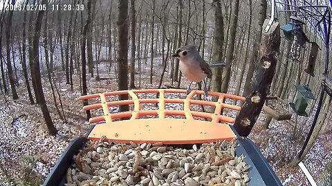 BirdKiss AI Smart Bird Feeder Video Example - Tufted Titmouse