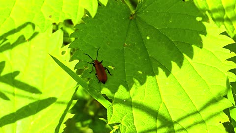 Five insects in nature / butterfly and beetle.