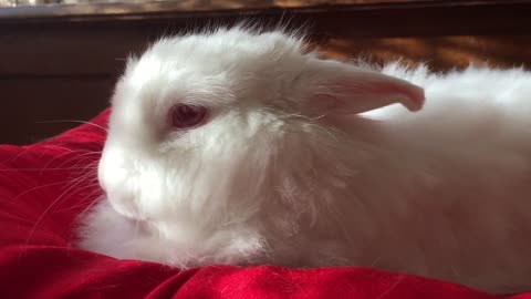 Sleepy Cute White Rabbit