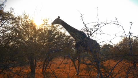 Lovely Animals Muments : Wildlife Video