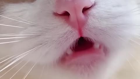 Funny Cats Meow Baby Cute