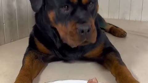 ASMR Cute Dogs Eating #Shorts