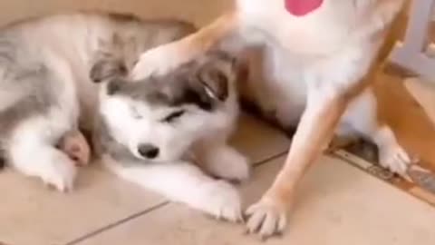 Cute and Funny Dog Videos Compilation 2021_[99]_ #shorts