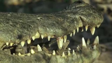 Sneaky croc camera captures incredible footage | Spy in the Wild - BBC