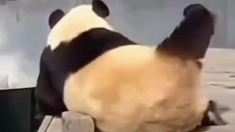 Cute and funny movement of pandas