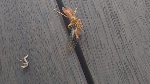 hornet devouring a cicada