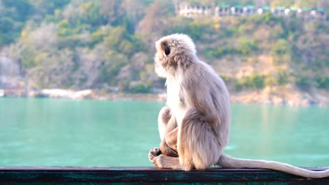 Sail Away with the Monkeys: The Ultimate Seaside Adventure