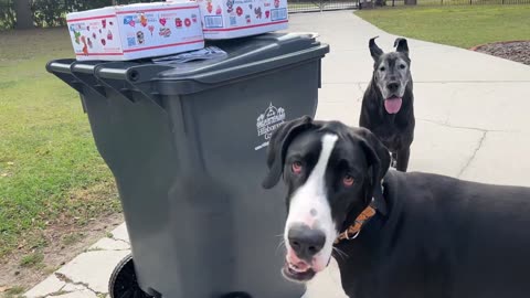 Great Danes recognize stickers on their gift boxes