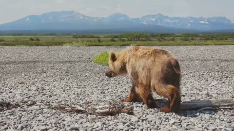 How Strong is a Kodiak Bear Compared to Other Bears