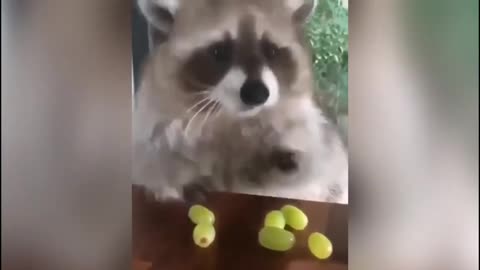 Cutest animals in The world 🌎 _ Supper funniest pets _ Animal Planet Ever