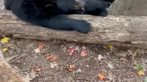 Mother Bear Plays With Her Cub