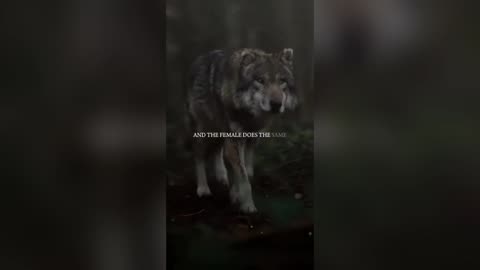 Facts About Wolves 🐺| Unique Mammals