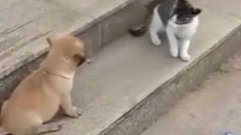 CAT FIGHT WITH DOGS 🐕🐶 | CAT FUNNY VIDEO |