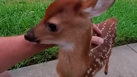 A man rescuing a baby deer ❤️